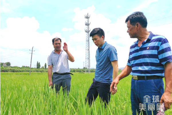 全州县粮食和物资储备局深入乡村调研优质稻生长情况